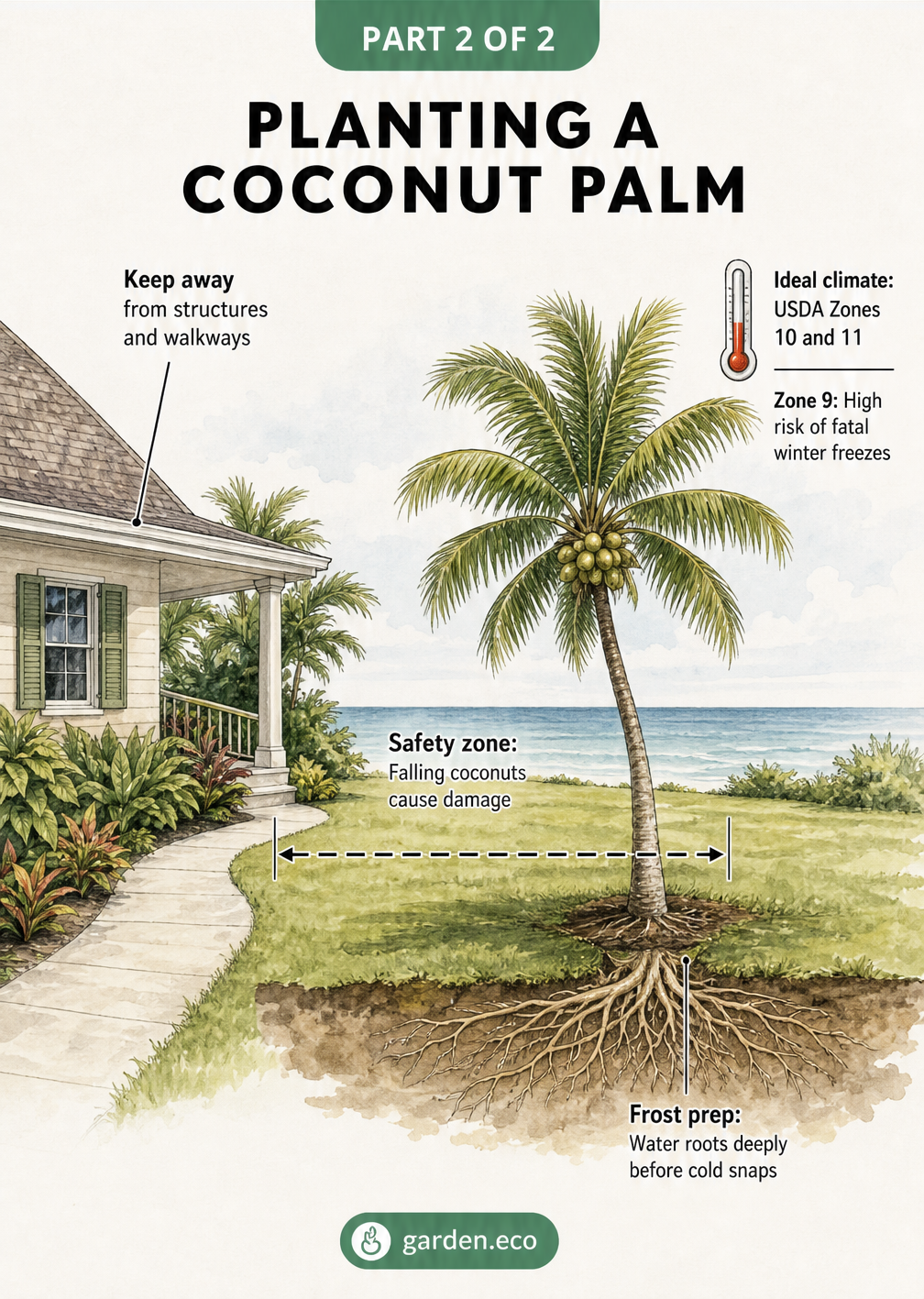 Illustrated landscape sketch showing safe planting distances for coconut palms and frost preparation tips.