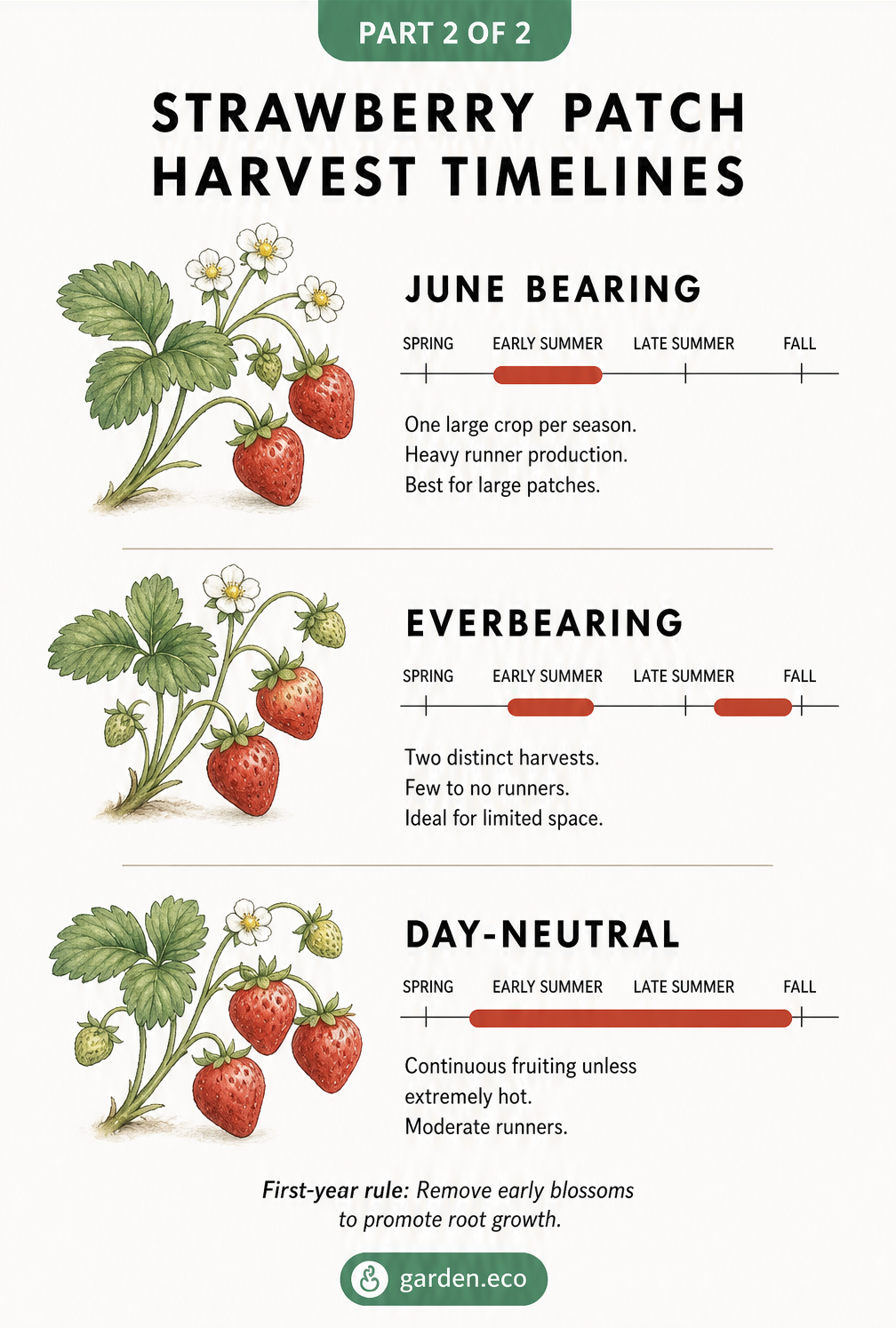 Timeline comparing the harvest seasons of June Bearing, Everbearing, and Day-Neutral strawberry plants.