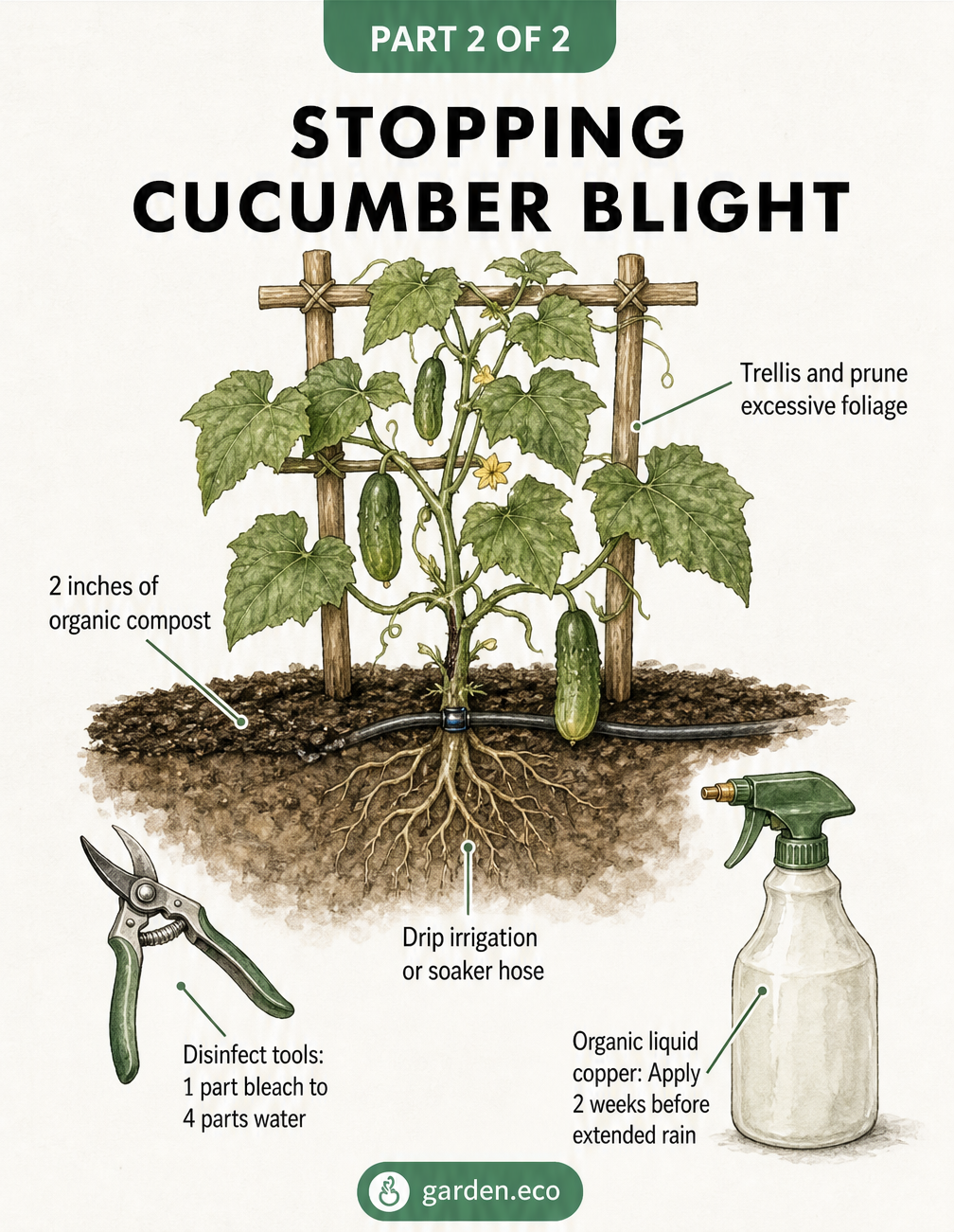 Cross-section illustration of a healthy cucumber garden showing blight prevention methods like compost, drip irrigation, and trellising.