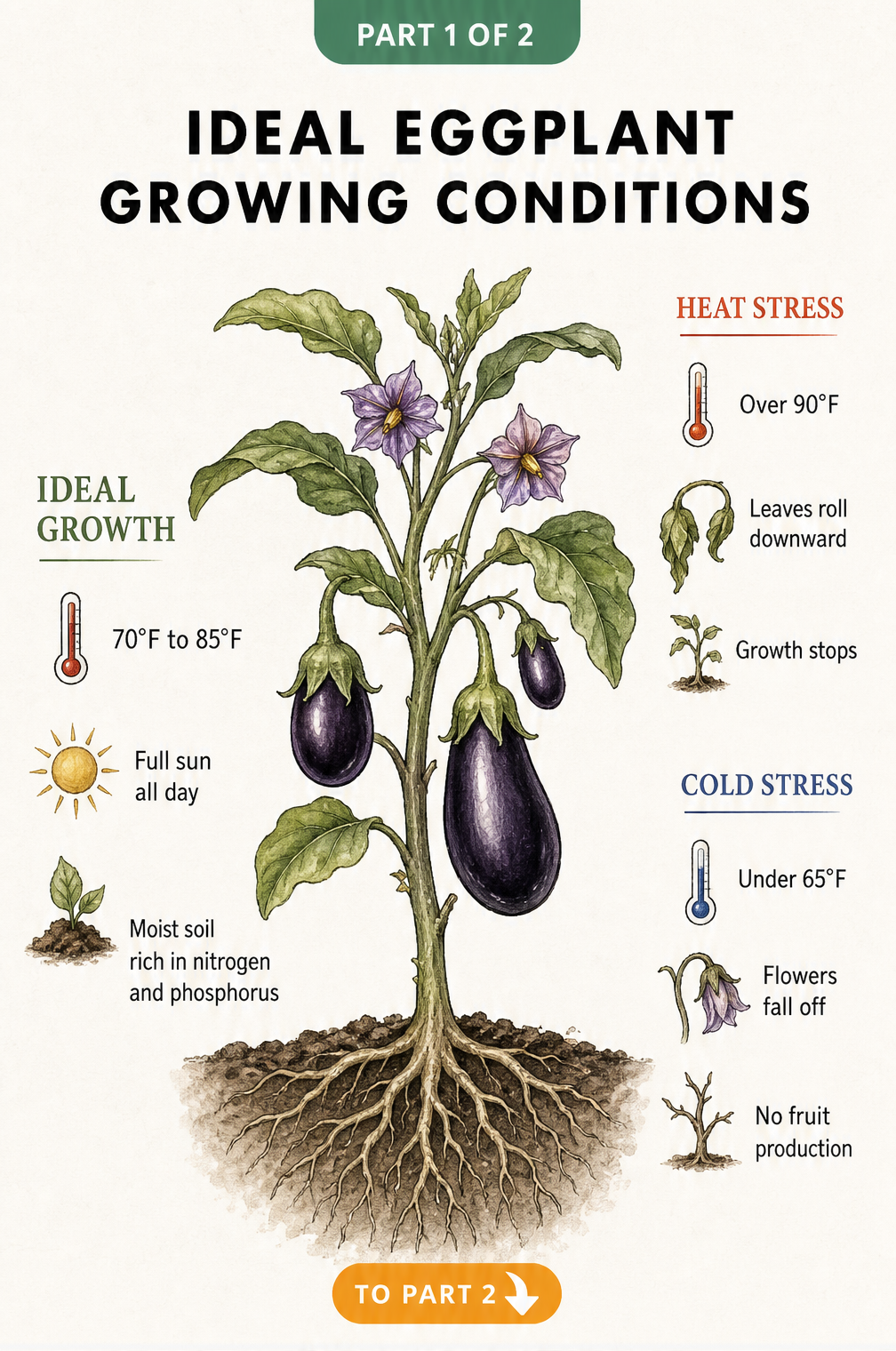 Illustration of ideal eggplant growing conditions and temperature stress factors