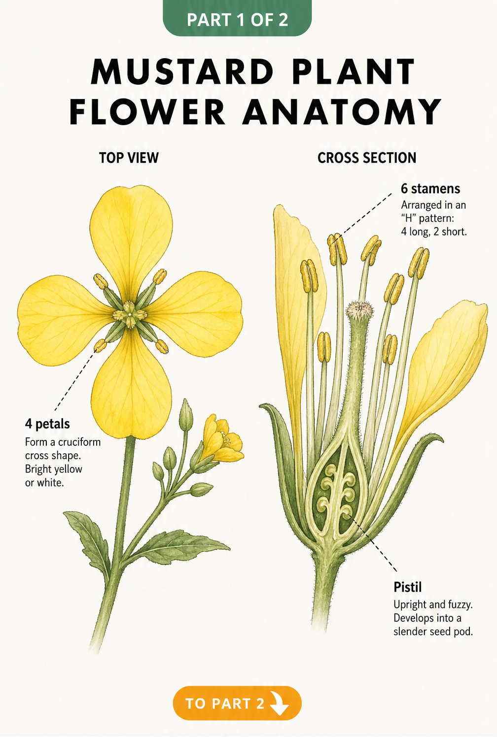 Botanical watercolor illustration showing the anatomy of a mustard flower with four petals, six stamens, and a central pistil.