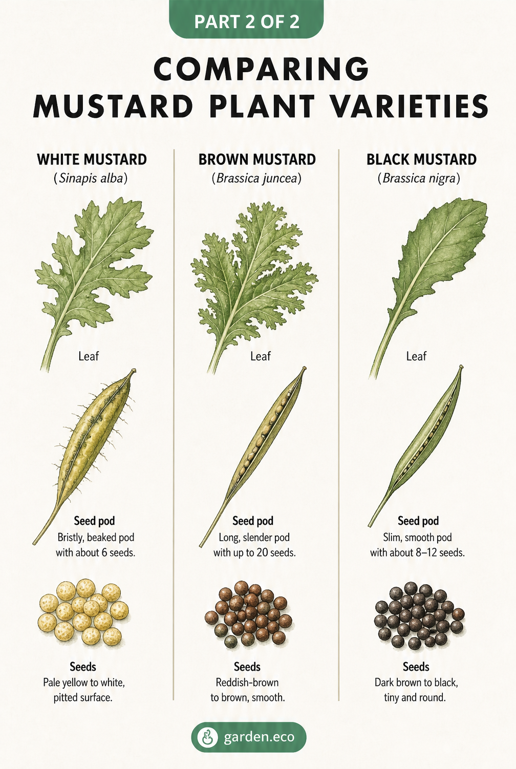 Vintage field guide illustration comparing the leaves, seed pods, and seeds of white, brown, and black mustard plants.