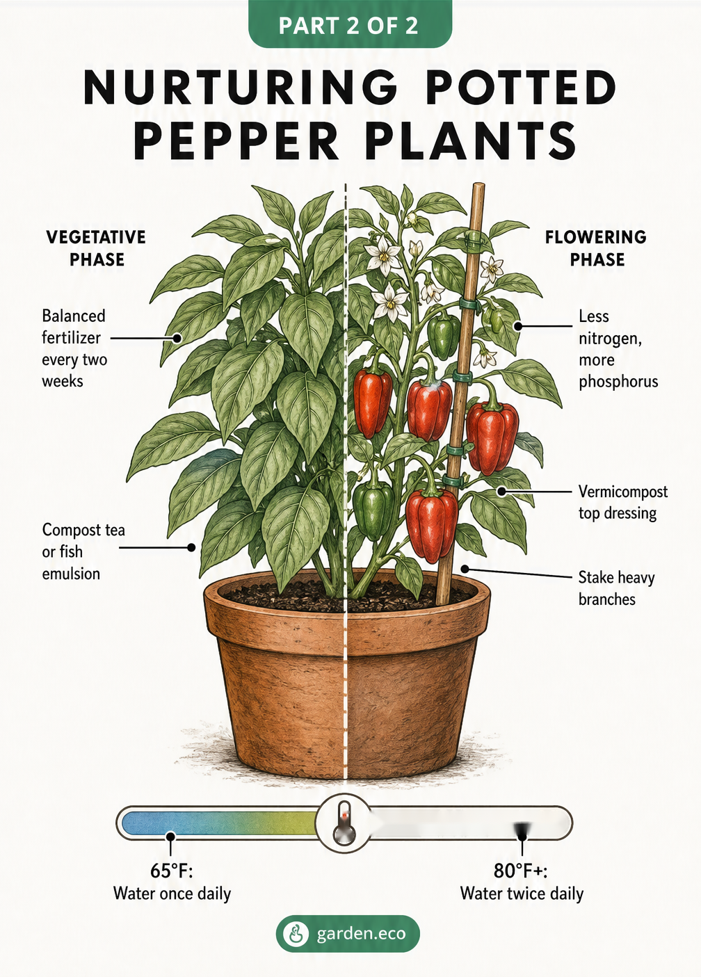 Illustration of a pepper plant split into two halves: the vegetative phase showing dense foliage and the flowering phase showing blooms, ripe peppers, and a...