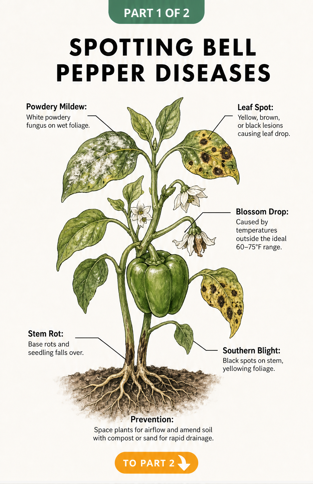 Botanical illustration showing common bell pepper plant diseases like powdery mildew, leaf spot, blossom drop, stem rot, and southern blight with prevention...