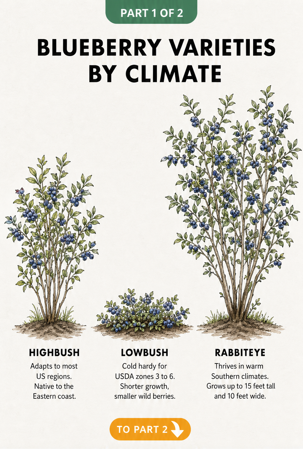 Illustration comparing highbush, lowbush, and rabbiteye blueberry varieties with their climate preferences and growth habits.