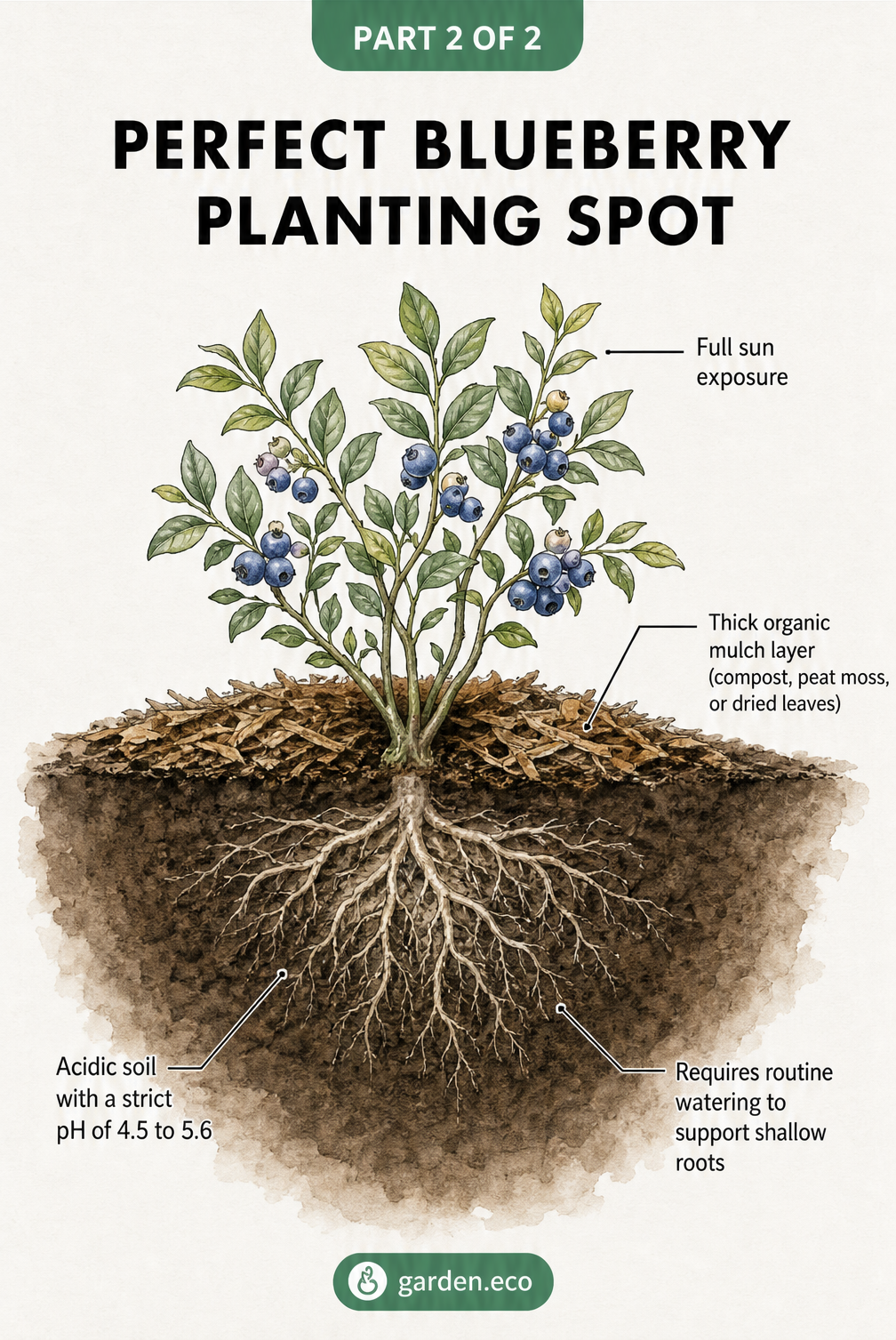 Cross-section illustration of a healthy blueberry bush showing full sun exposure, organic mulch, acidic soil, and shallow roots.