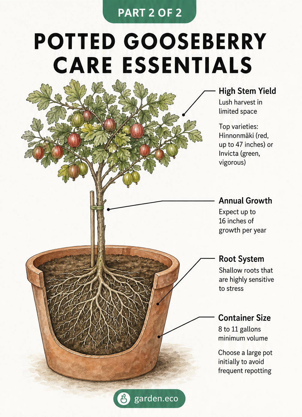 Detailed cross-section illustration of a potted high-stem gooseberry bush showing shallow roots and container size requirements.