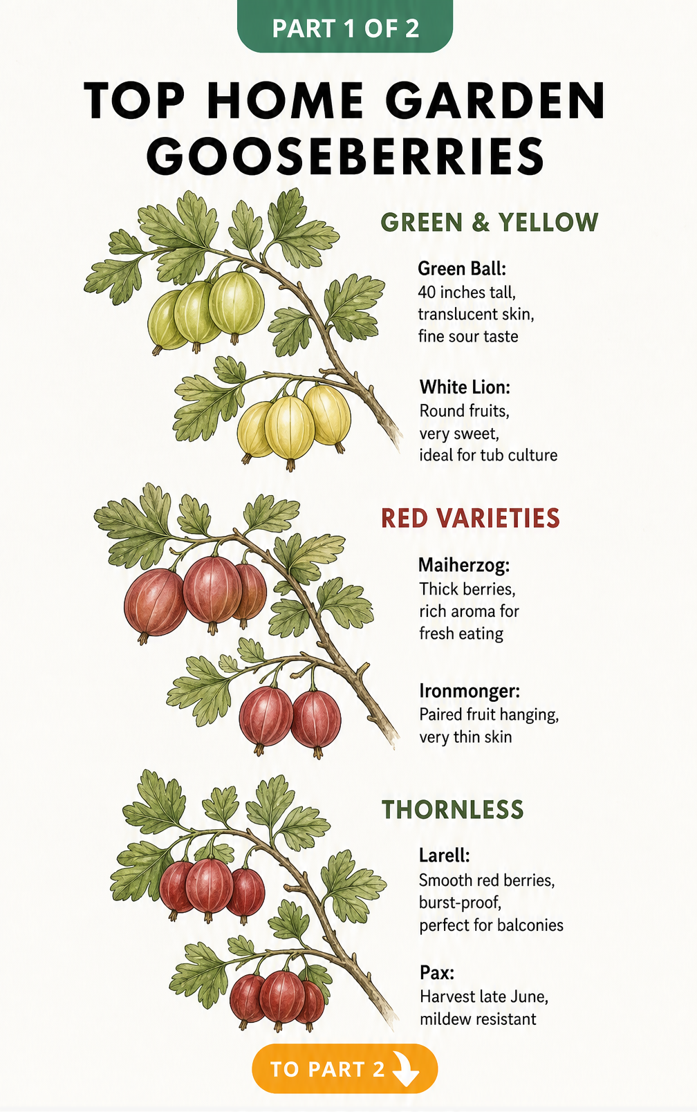 Botanical illustration of top home garden gooseberry varieties including Green Ball, White Lion, Maiherzog, Ironmonger, Larell, and Pax.