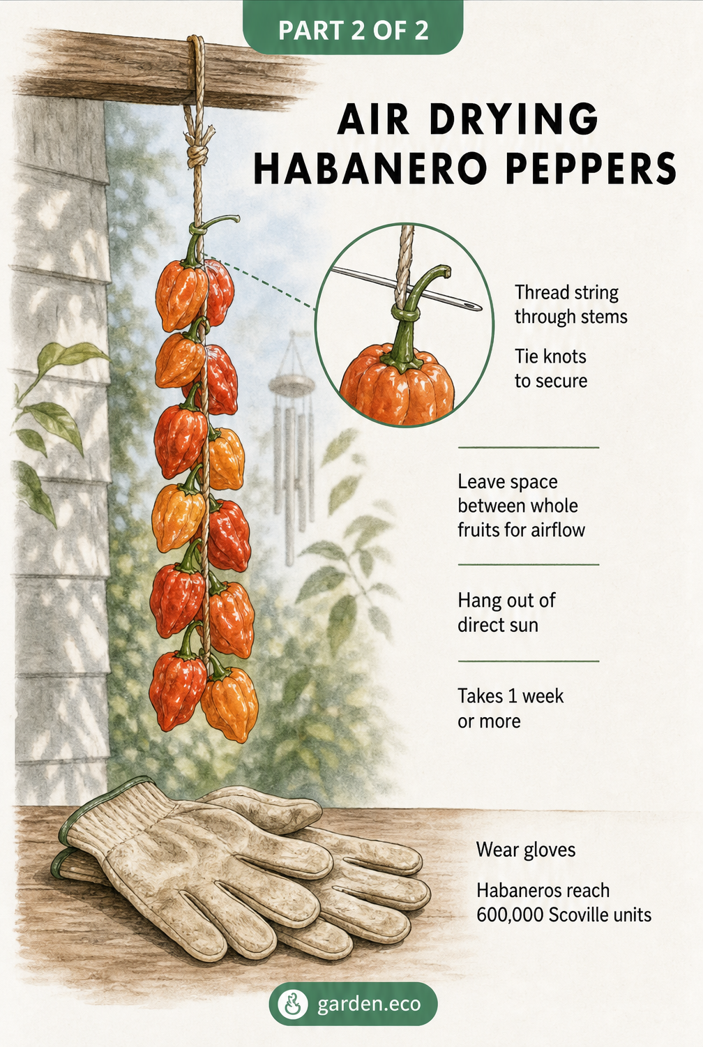 Illustration demonstrating how to air dry habanero peppers by threading them on a string.