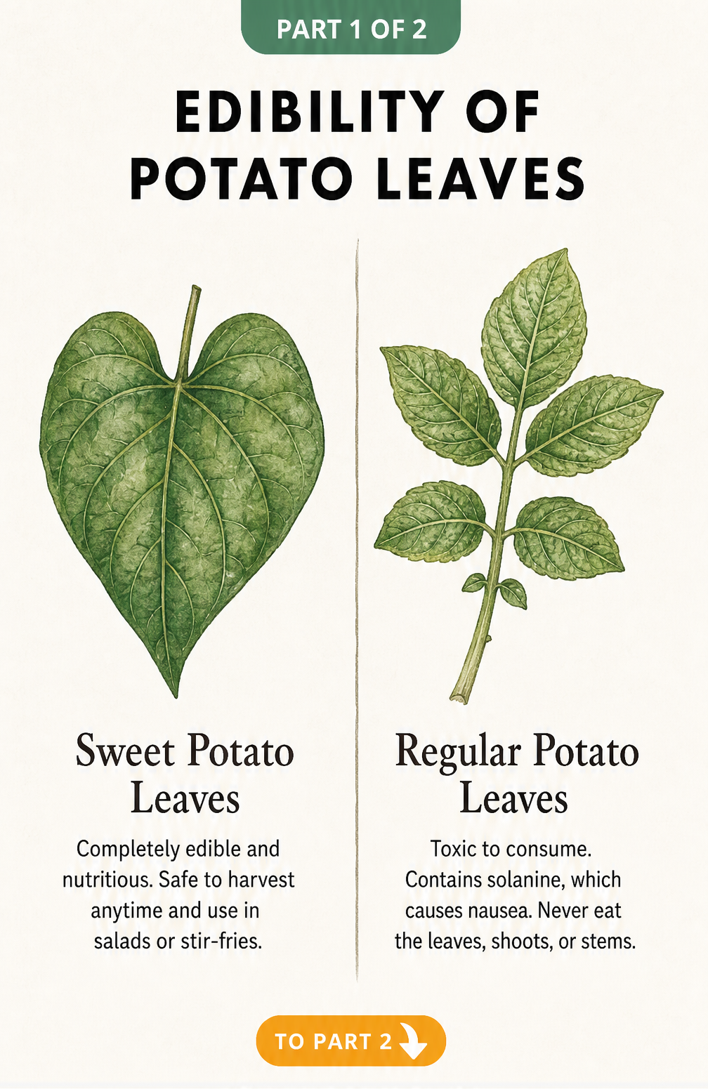Illustration comparing edible sweet potato leaves with toxic regular potato leaves