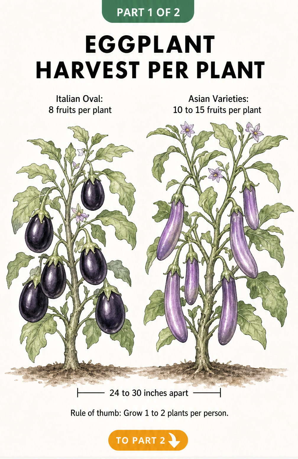 Botanical illustration comparing Italian Oval and Asian eggplant varieties with expected harvest yields and spacing guidelines.