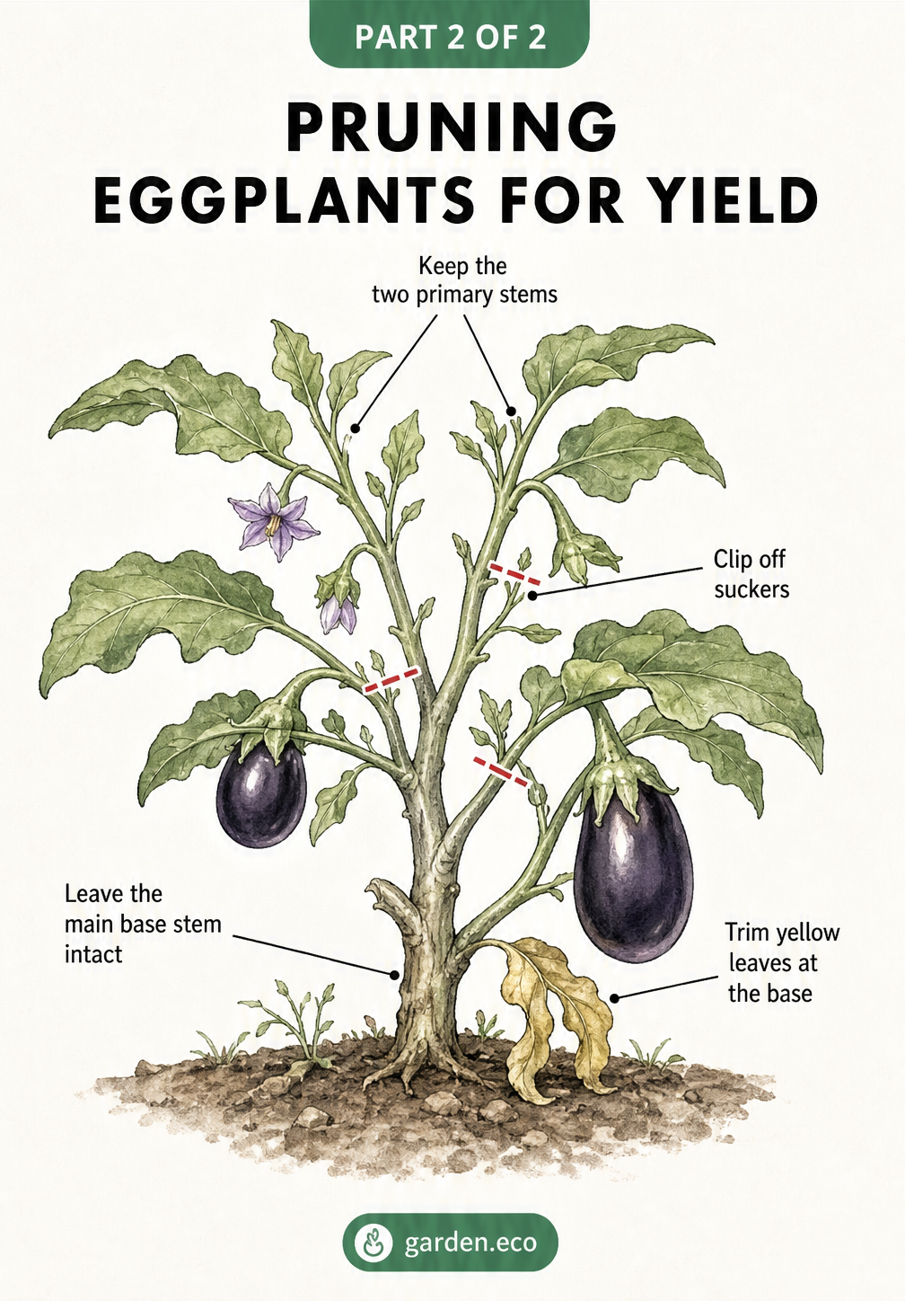 Detailed botanical drawing showing how to prune an eggplant by keeping two primary stems and removing suckers and yellow leaves.
