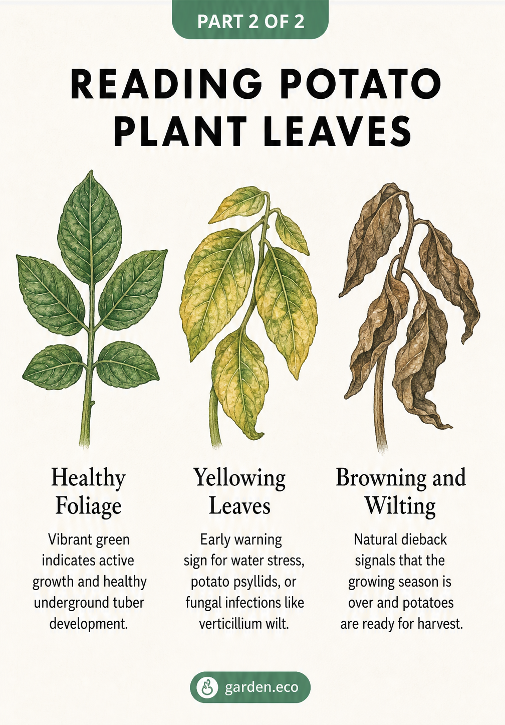 Three potato leaves showing healthy green, yellowing, and browning stages