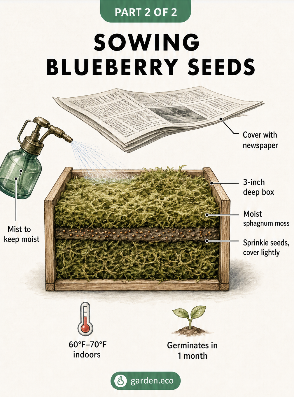 Cross-section of a planting box showing blueberry seeds sown on moist sphagnum moss, covered lightly with moss and newspaper, and misted with water.