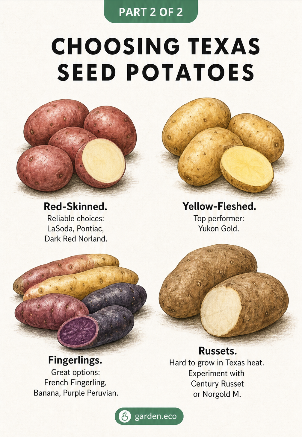 Cross-section of soil showing the difference between spring and fall potato planting in Texas