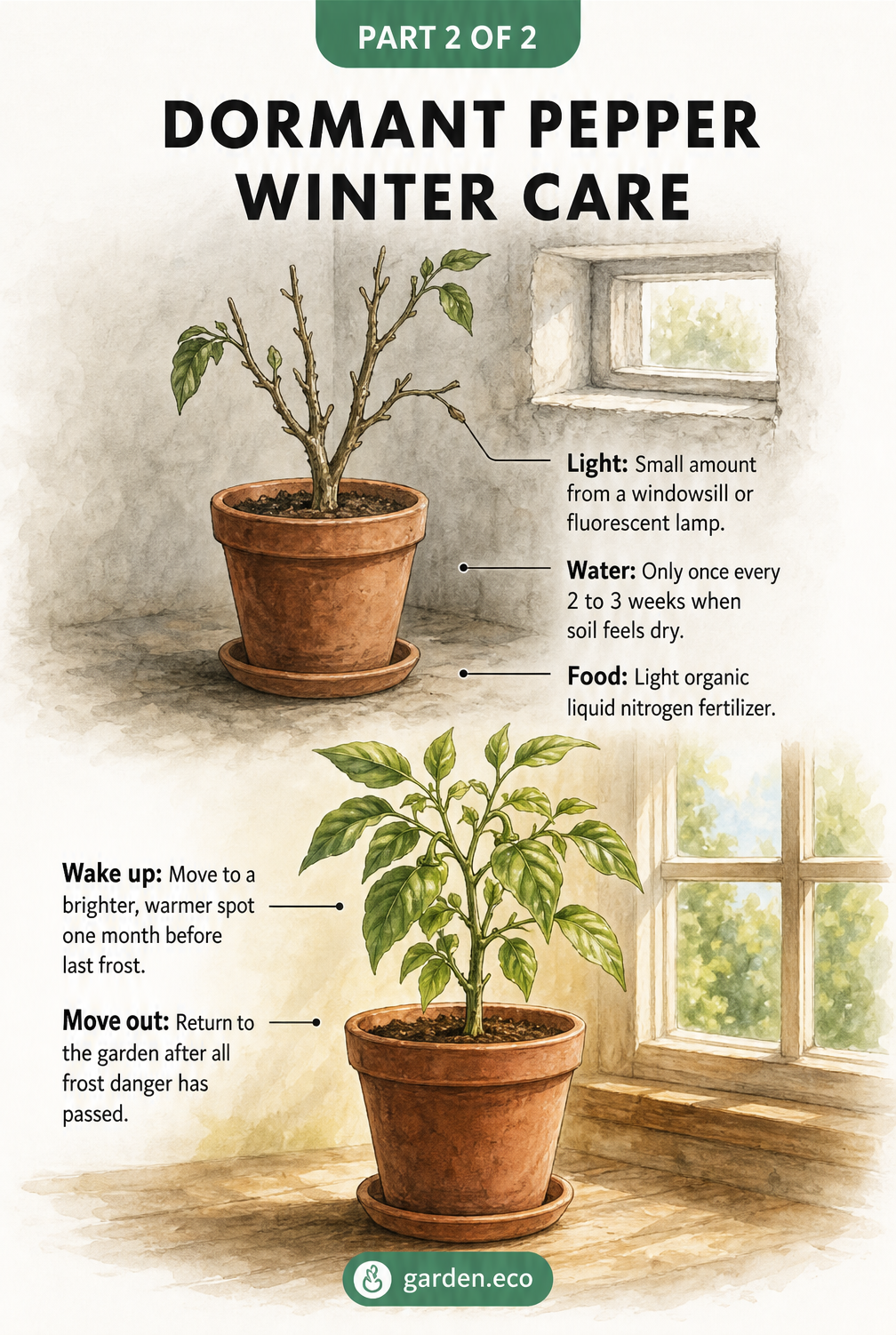 Illustration showing winter care for dormant pepper plants, including light, water, and fertilizer needs, and how to wake them up in spring.