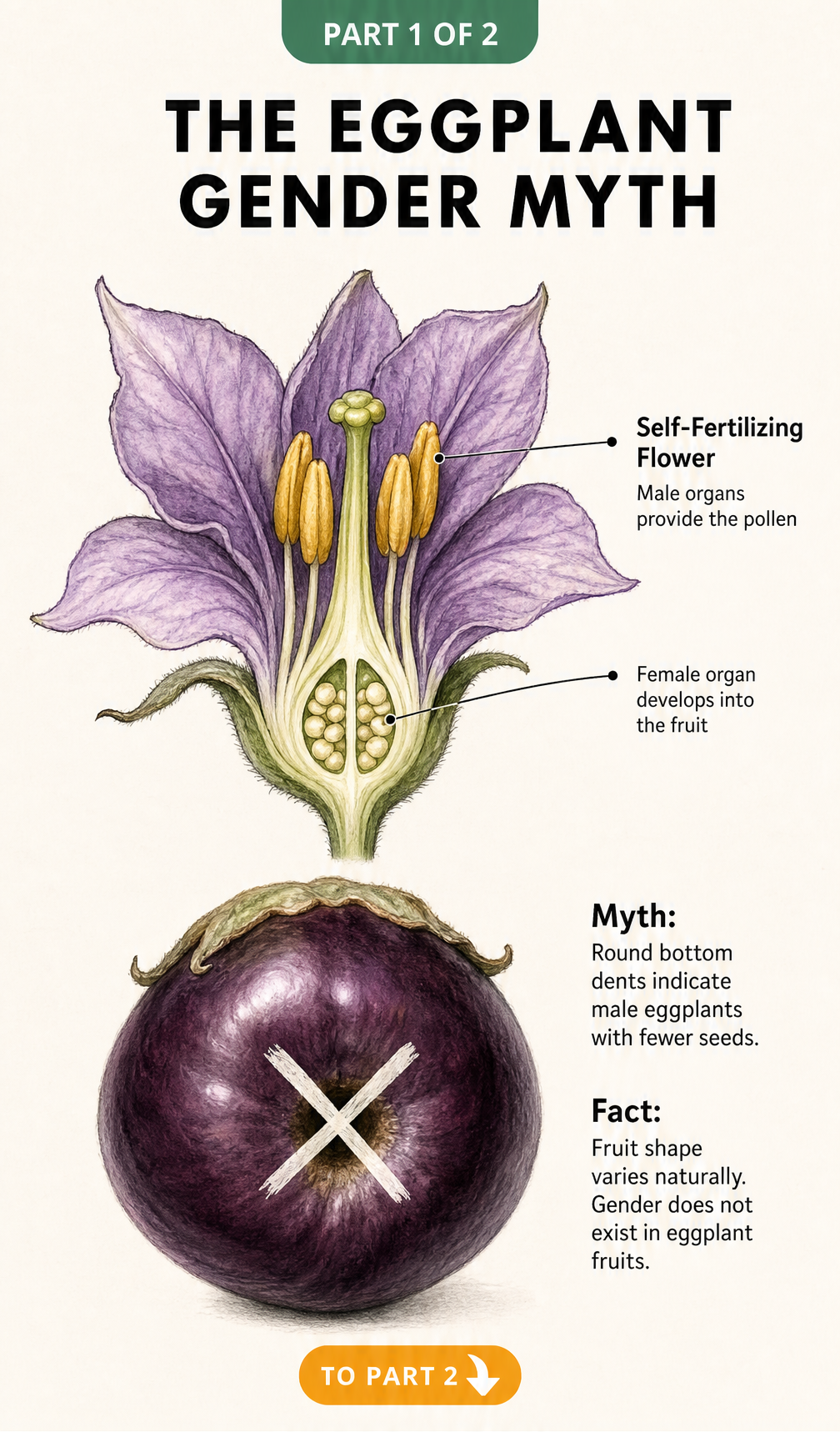 Botanical illustration showing an eggplant flower cross-section and the bottom of an eggplant fruit with an X mark debunking the gender myth.