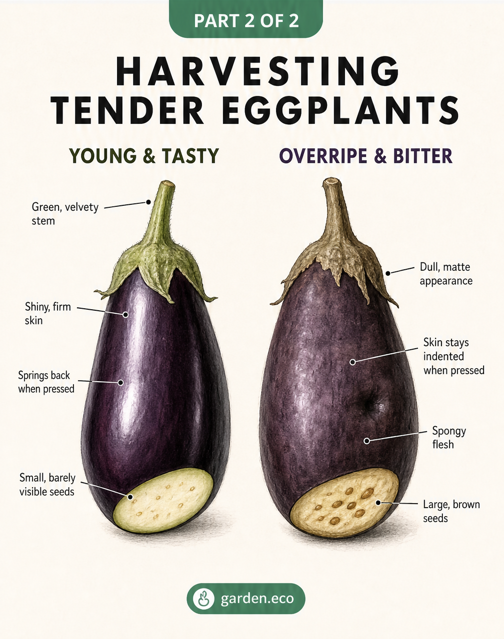 Visual comparison between a young, tender eggplant with shiny skin and an overripe, bitter eggplant with dull skin and large brown seeds.