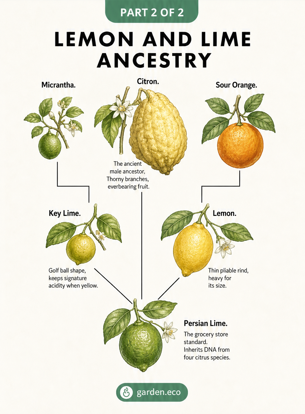 Botanical family tree showing the ancestry of lemons and limes, tracing back to the citron, micrantha, and sour orange.