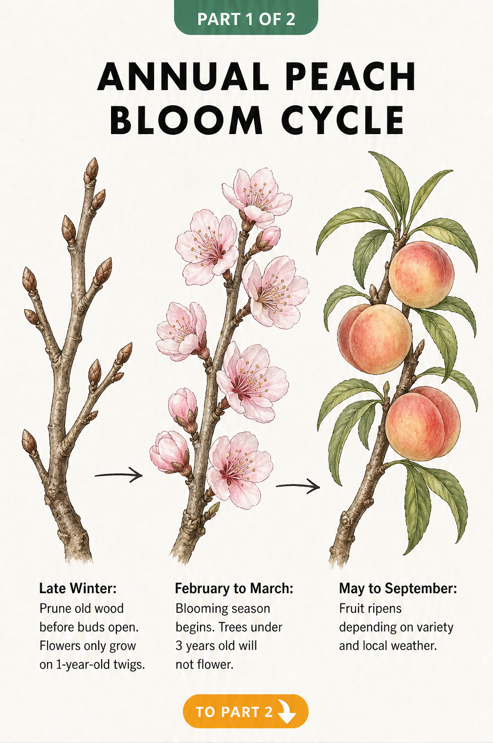 Botanical illustration showing the annual bloom cycle of a peach tree from late winter pruning to summer fruit ripening