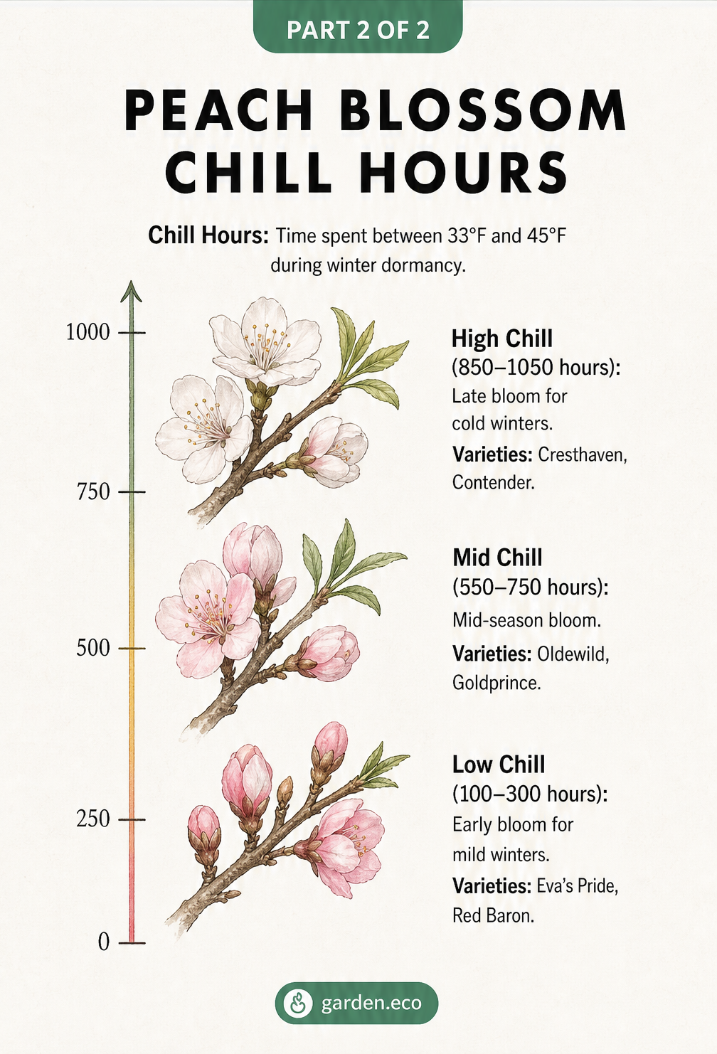 Vintage style chart explaining low, mid, and high chill hour requirements for different peach tree varieties