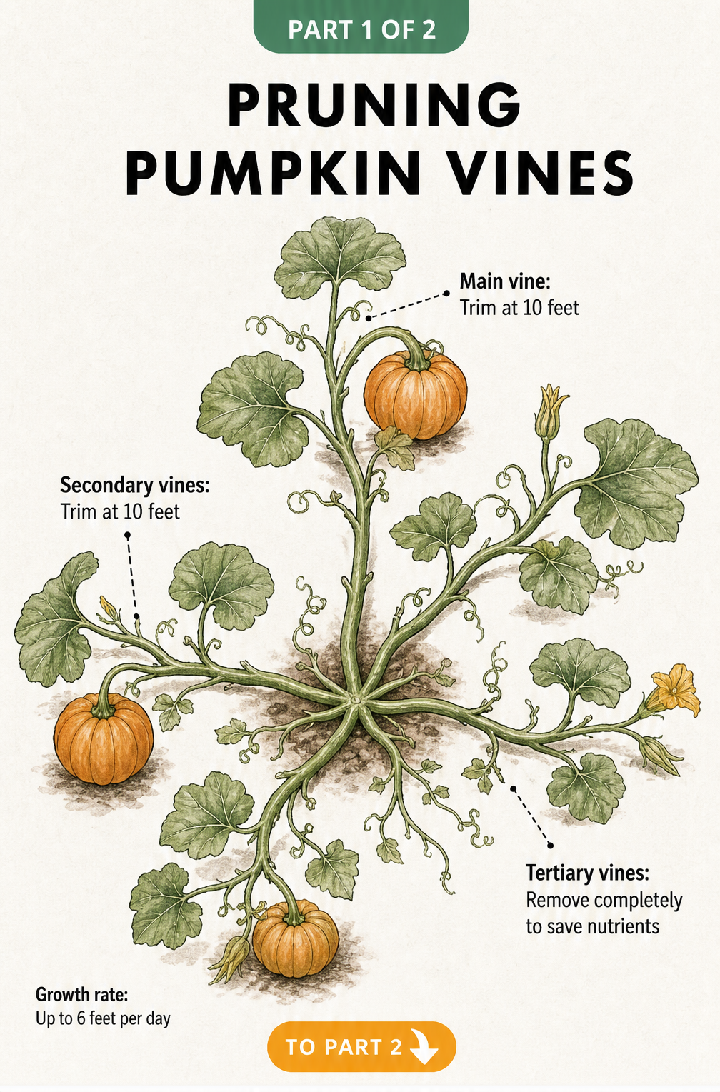 Illustration showing how to prune pumpkin vines, including main, secondary, and tertiary vines.