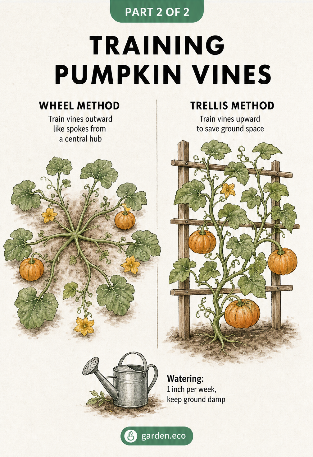 Illustration comparing the wheel method and trellis method for training pumpkin vines.