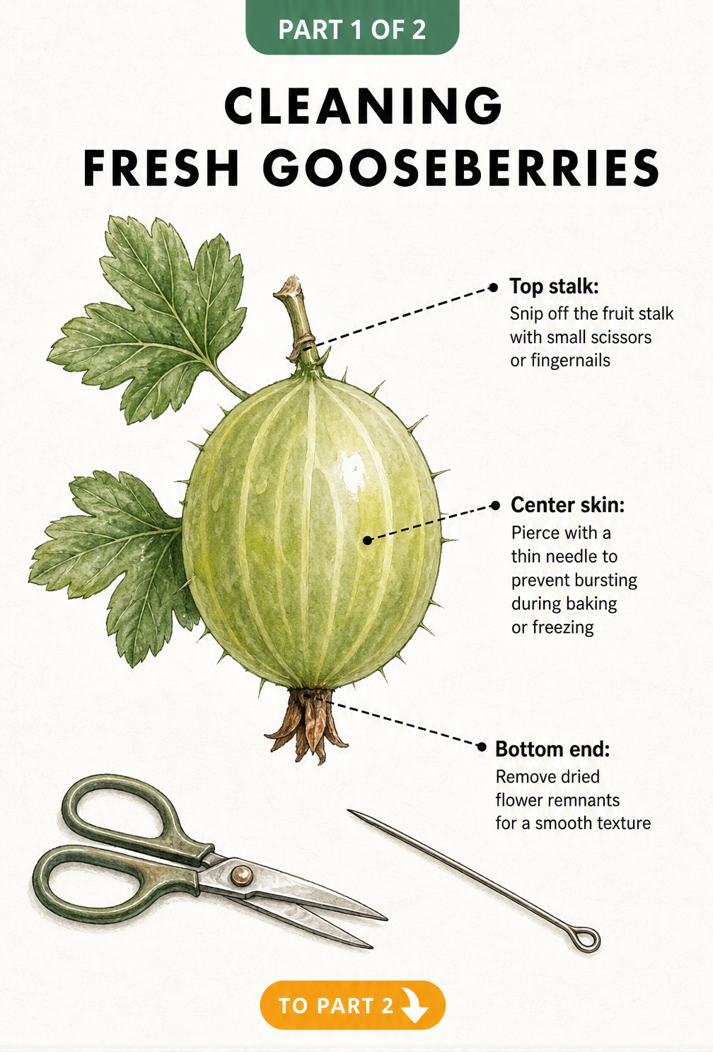 Botanical illustration showing how to clean a fresh gooseberry by removing the stalk and flower remnants
