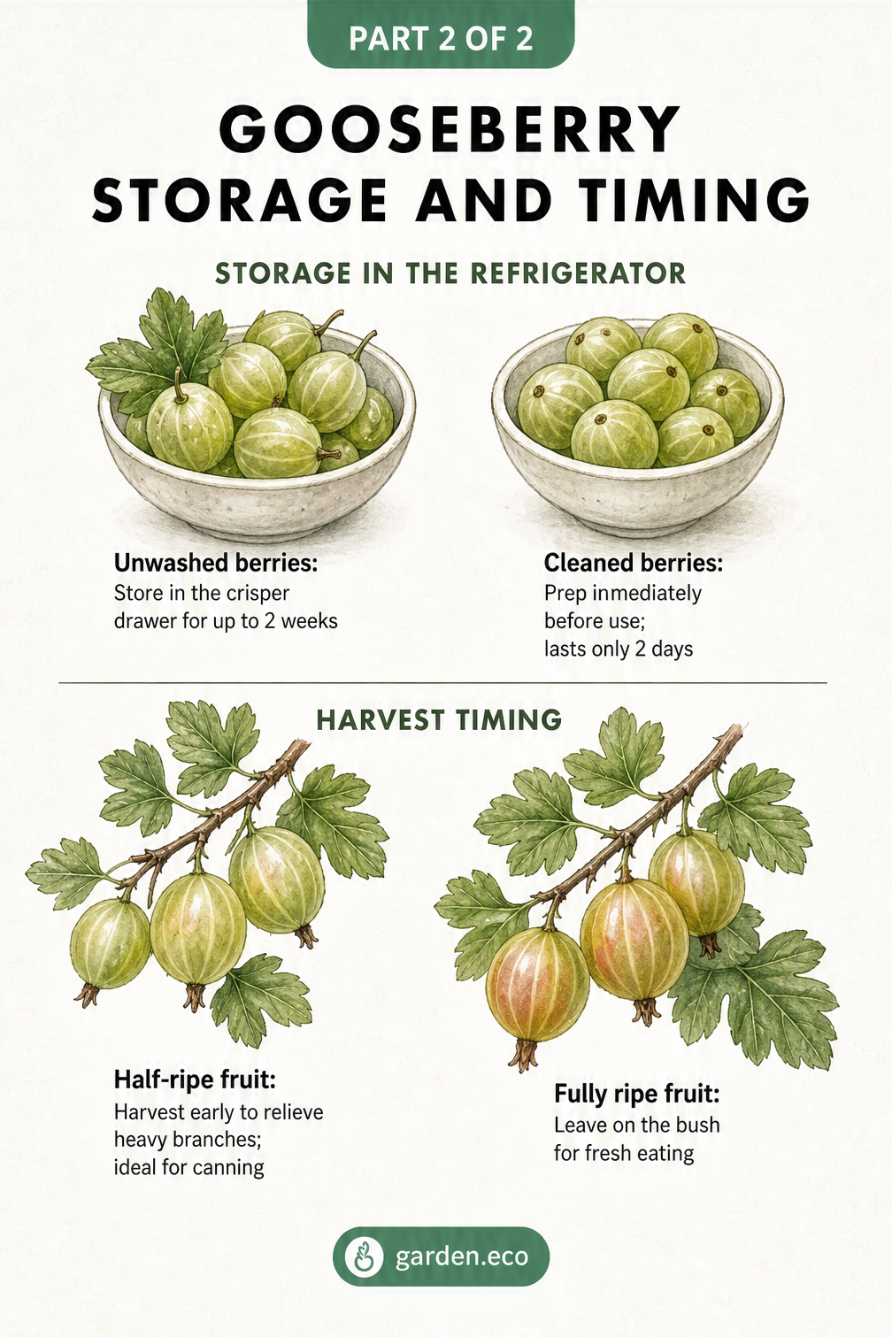 Illustration comparing storage times for unwashed versus cleaned gooseberries and harvest timing for half-ripe versus fully ripe fruit