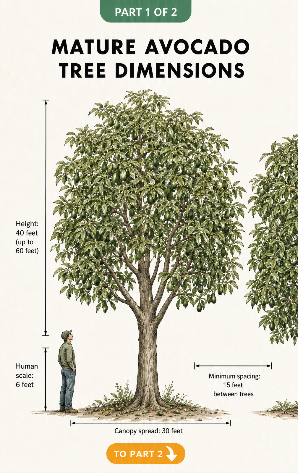 Illustration of a mature avocado tree showing a height of 40 feet, a canopy spread of 30 feet, and a minimum spacing of 15 feet next to a human silhouette for...