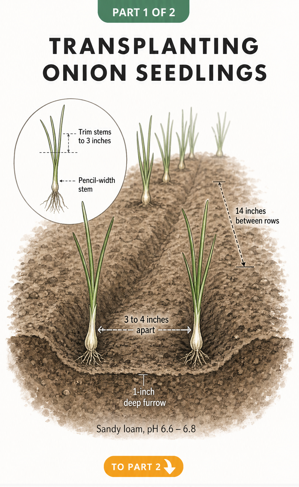 Cross-section illustration of an onion seedling bed showing 3 to 4 inches spacing between plants and 14 inches between rows in sandy loam soil.