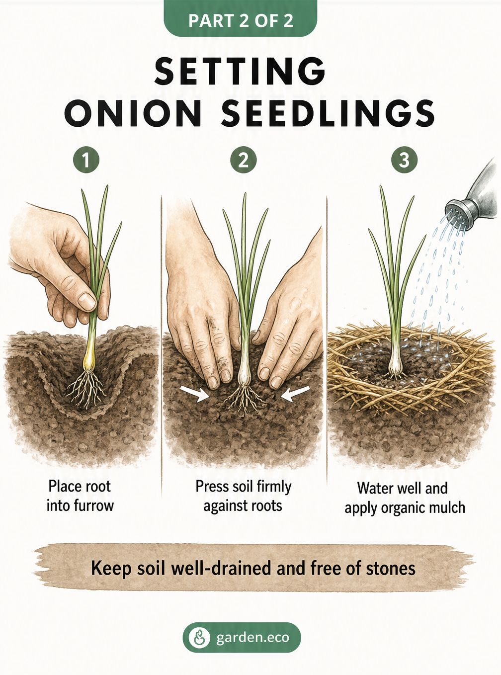 Three-step illustration showing how to place an onion seedling root into a furrow, press soil firmly against the roots, and water well with organic mulch.