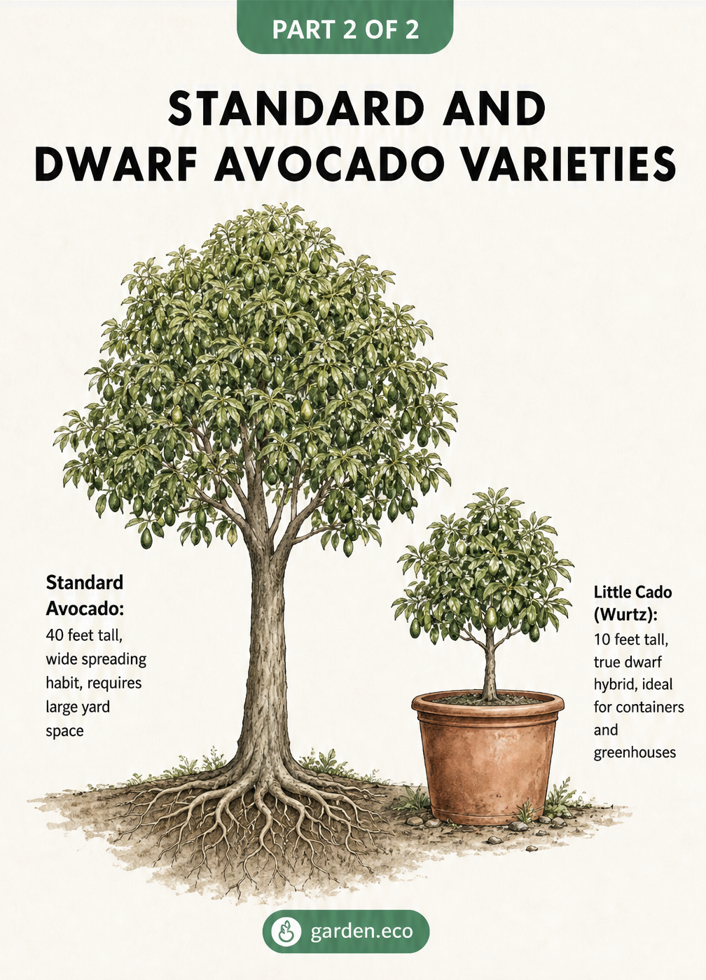 Side-by-side comparison of a 40-foot standard avocado tree planted in the ground and a 10-foot Little Cado dwarf avocado tree growing in a terracotta container.