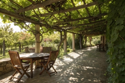 image0_grapevine-pergola-ideas_grapevine-pergola-ideas